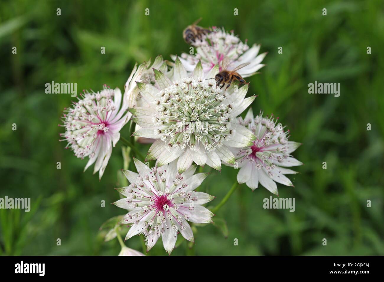Masterwort blanc, Astrantia variété inconnue majeure, ombelles de fleurs en gros plan avec des bractéoles blanches tipées de vert et d'un fond de leav flou Banque D'Images