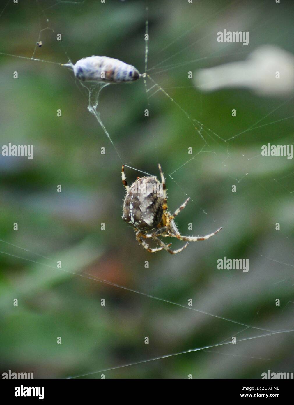 Araignée de jardin - Araneus diadematus avec la proie d'aéroglisseur enveloppée en soie au sommet de la toile.Les repères de l'araignée sont clairement visibles Banque D'Images