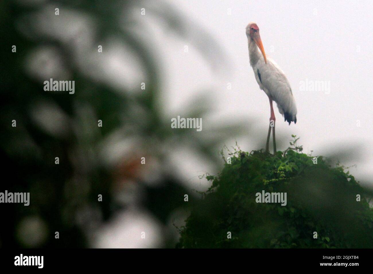 (210912) -- JAKARTA, 12 septembre 2021 (Xinhua) -- Un oiseau de cigogne laiteux est vu près de la côte de Jakarta, Indonésie, 12 septembre 2021. La zone côtière de Jakarta est un habitat pour les oiseaux aquatiques. (Photo de Dedy Istanto/Xinhua) Banque D'Images