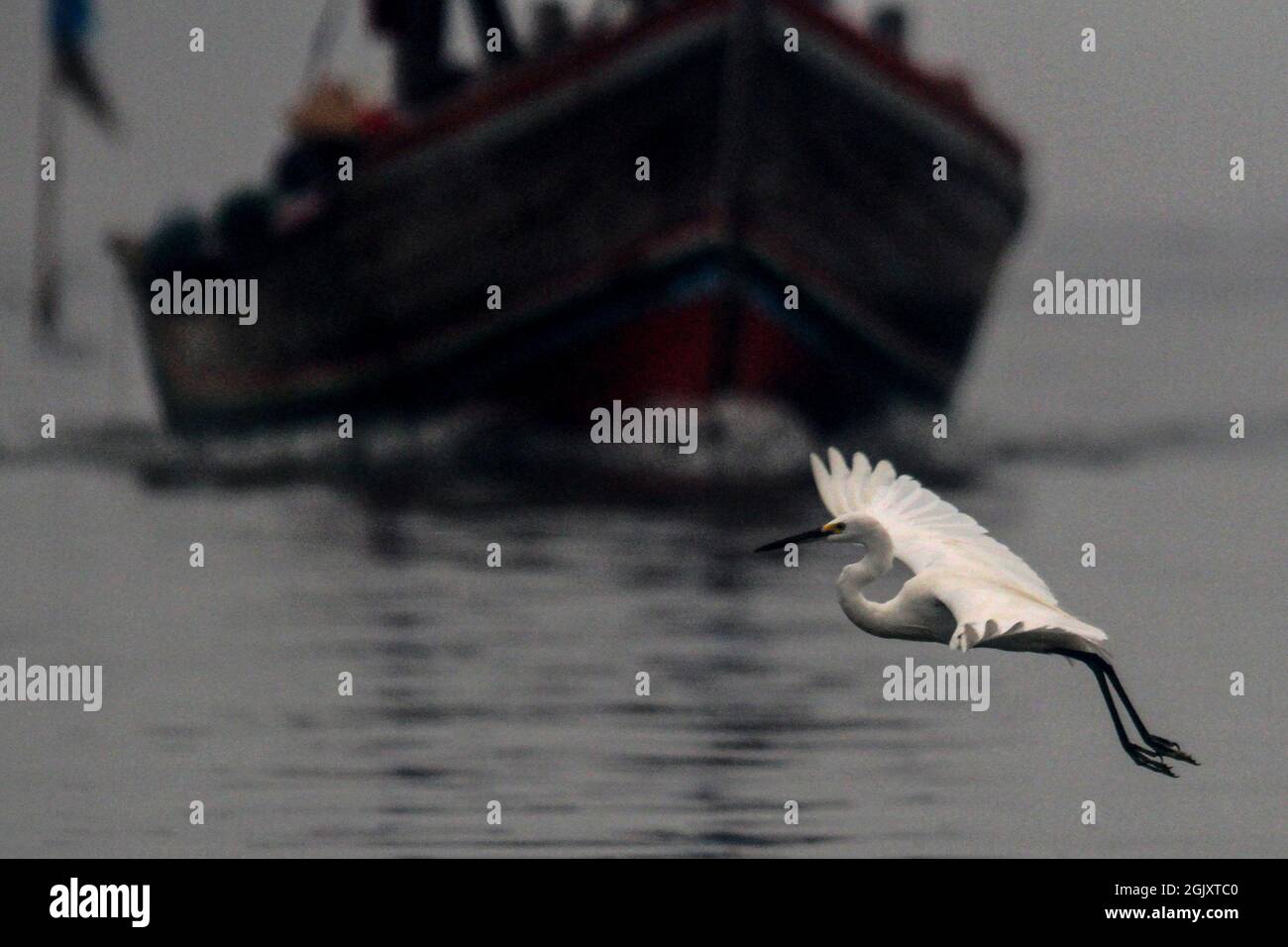 (210912) -- JAKARTA, 12 septembre 2021 (Xinhua) -- Un petit aigrette vole au-dessus de l'eau de la côte de Jakarta, Indonésie, 12 septembre 2021. La zone côtière de Jakarta est un habitat pour les oiseaux aquatiques. (Photo de Dedy Istanto/Xinhua) Banque D'Images