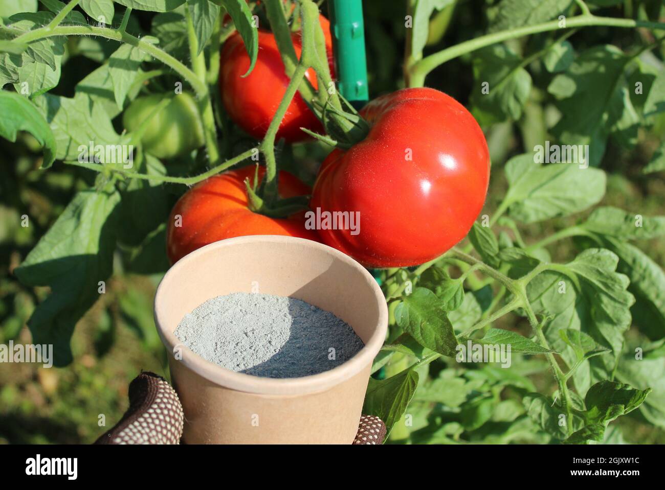 la farine de roche devant les tomates mûres Banque D'Images