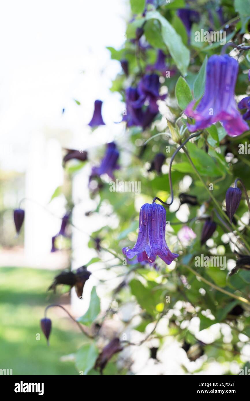Clematis Roguchi. Banque D'Images