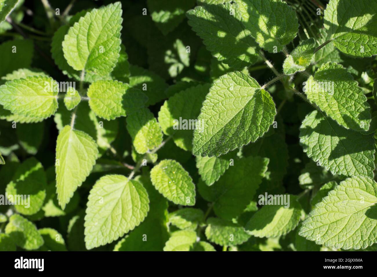 Stevia rebaudiana - sweetleaf. Banque D'Images
