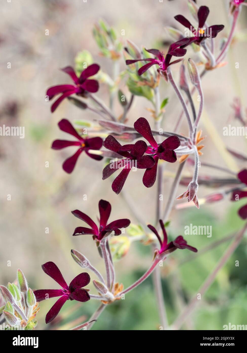 Petites fleurs cramoisi-noires de l'espèce sud-africaine sensible Pelargonium sidoides Banque D'Images
