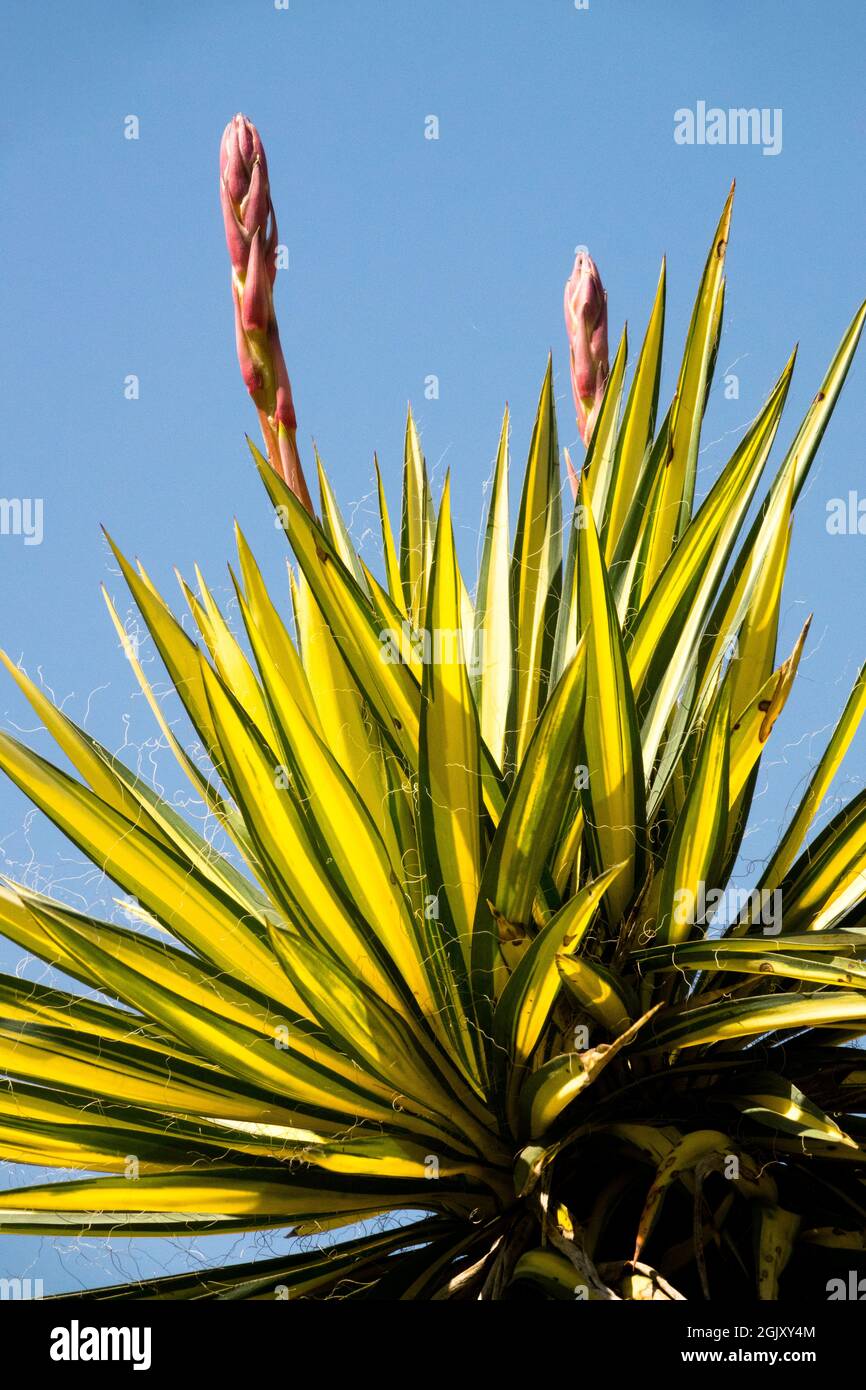Yucca filamentosa'Golden Sword' Adams Needle yucca bourgeon floral plantes du désert Banque D'Images