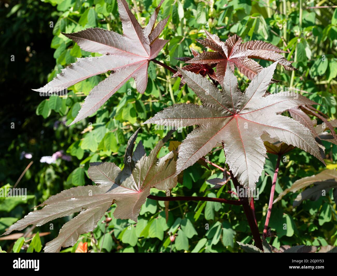 Grandes feuilles de palmate de bronze de l'usine d'huile de ricin annuelle ornementale, Ricinus communis 'Red Giant' Banque D'Images