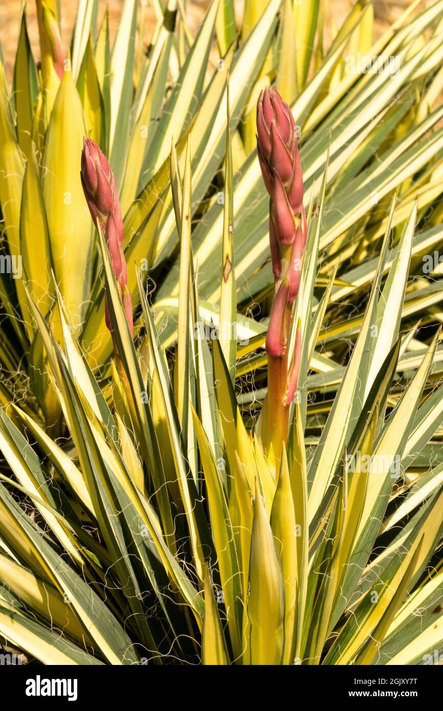 Yucca filamentosa 'Golden Sword' Adams Needle Banque D'Images