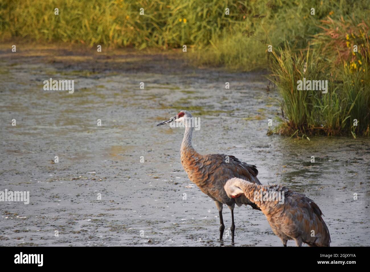 Grues de sable dans l'eau Banque D'Images