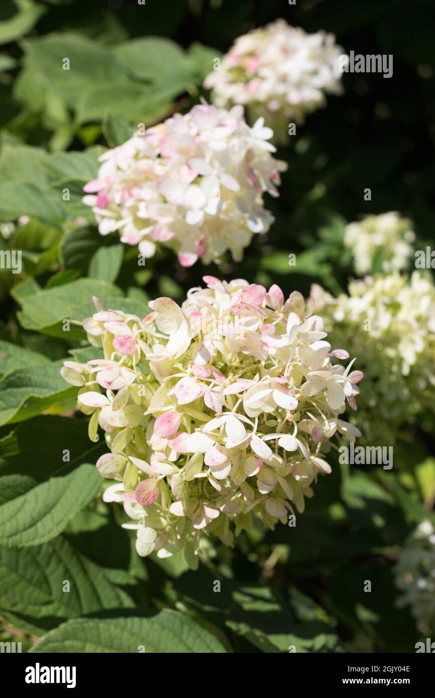 Hydrangea paniculata fleurs de Limelight. Banque D'Images