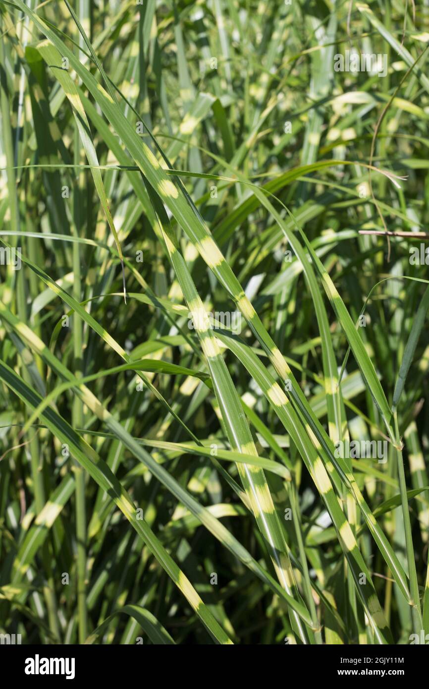 Miscanthus sinensis 'Zebrinus' zébrée. Banque D'Images
