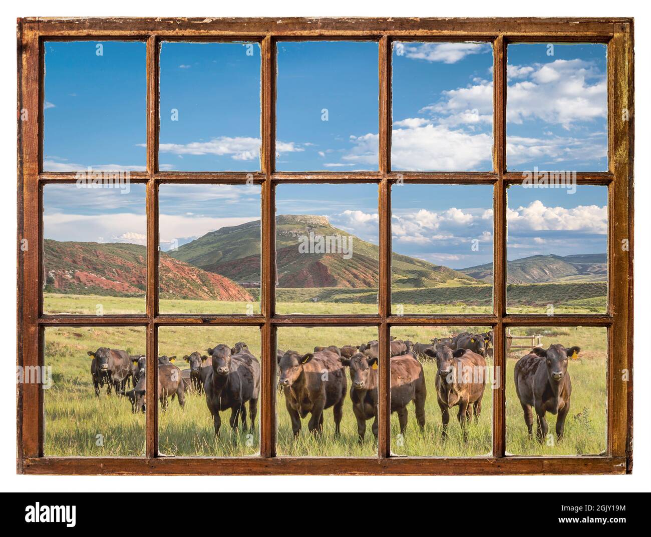 Bétail à aire ouverte paître aux contreforts des montagnes Rocheuses dans le nord du Colorado, vu d'une fenêtre de cabane d'époque Banque D'Images
