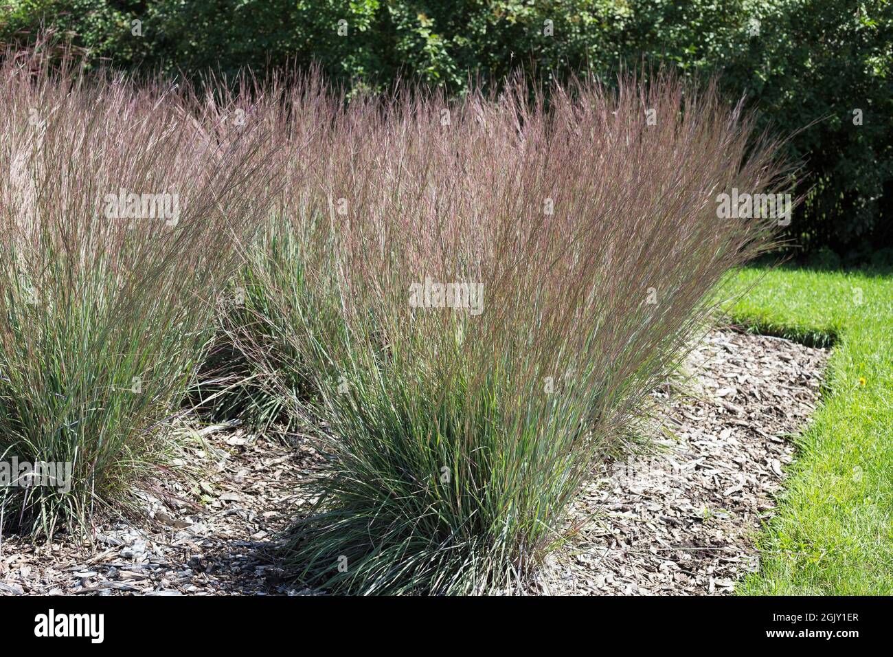 Schizachyrium scoparium 'MnblueA' bluegrass. Banque D'Images