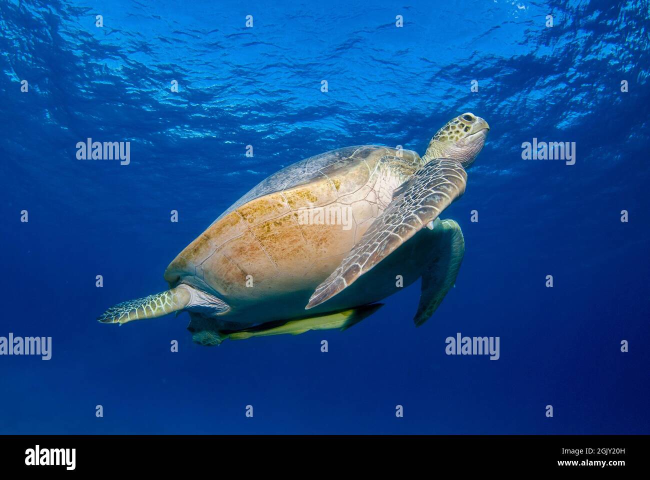 Tortue verte (Chelonia mydas) dans le bleu nageant à la surface à respirer Banque D'Images