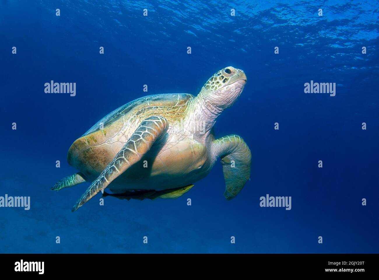Chelonia mydas, tortue de mer verte tourbillonne vers la surface Banque D'Images