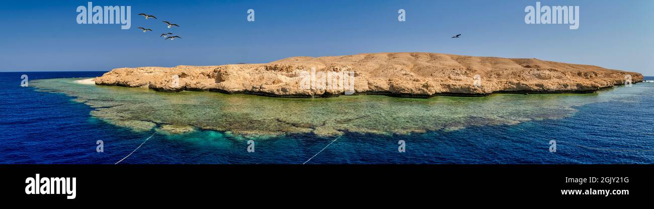 Petite île dessertique, au milieu de la mer Rouge. Des mouettes survolant. Récif frangeant autour de l'île. Banque D'Images