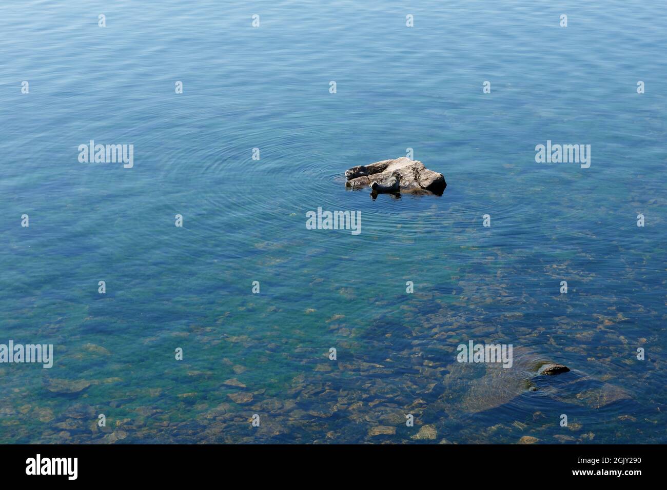 Lac Baikal. Deux phoques Baikal reposent sur une roche et se reposent au soleil. Banque D'Images