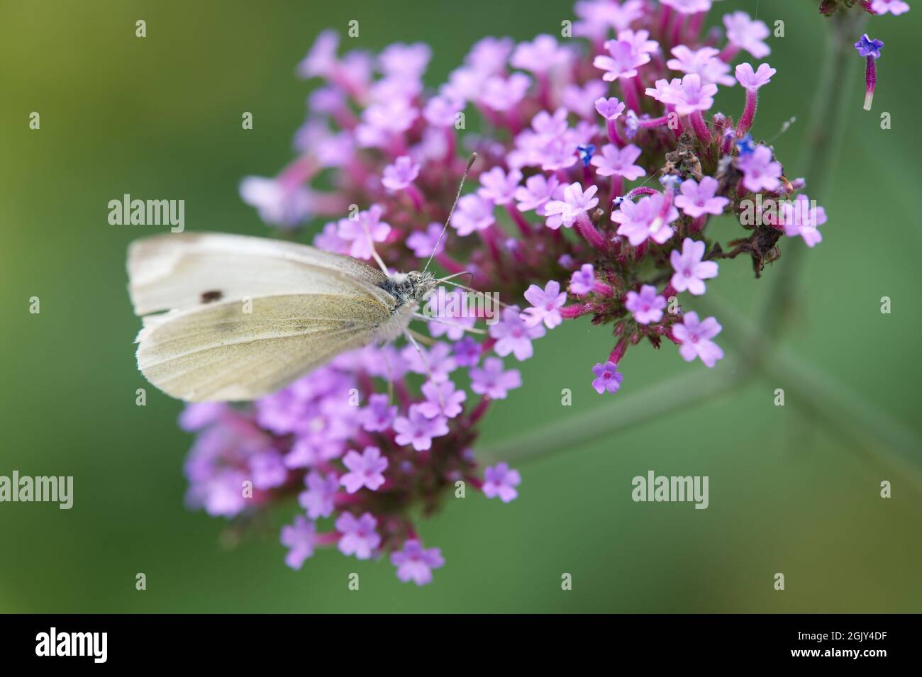 Macro fleur et papillon blanc Banque D'Images