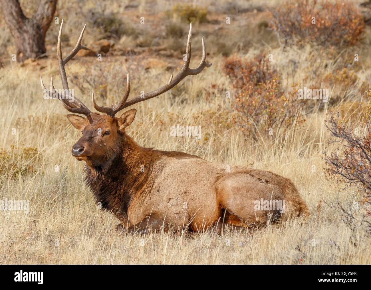 Grand wapiti Bul situé dans un champ, parc national des montagnes Rocheuses, Colorado, États-Unis Banque D'Images