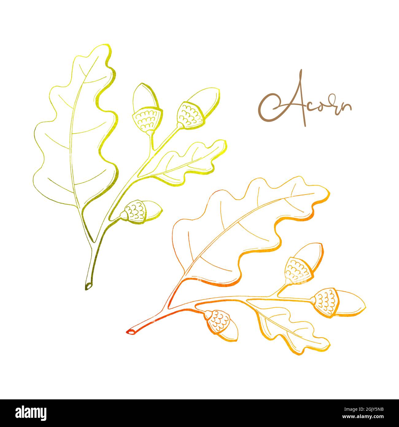 Branche de chêne avec des feuilles de chêne et d'glands aquarelle, élément de décor d'automne. Dessin à la main, gribouillage. Illustration vectorielle Illustration de Vecteur