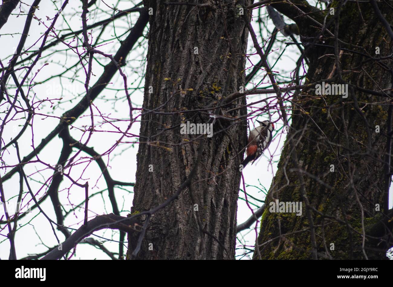 Un pic syrien (Dendrocopos syriacus) sur le ranch d'un arbre dans les forêts des Carpates en Transylvanie Roumanie Banque D'Images