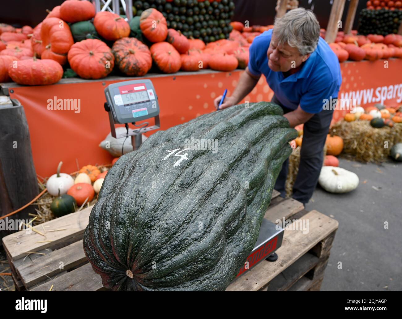 Klaistow, Allemagne. 12 septembre 2021. Un employé pèse une courgette pesant plus de 56 kilos au 9e championnat allemand de pesage de légumes géants à la ferme Klaistow Asparagus. De nombreux producteurs de la région se sont disputés le titre de « légume le plus lourd » dans sept catégories au total : tomate, oignon, chou, carotte, Kohlrabi, Betterave et Zucchini. Credit: Monika Skolimowska/dpa-Zentralbild/dpa/Alay Live News Banque D'Images