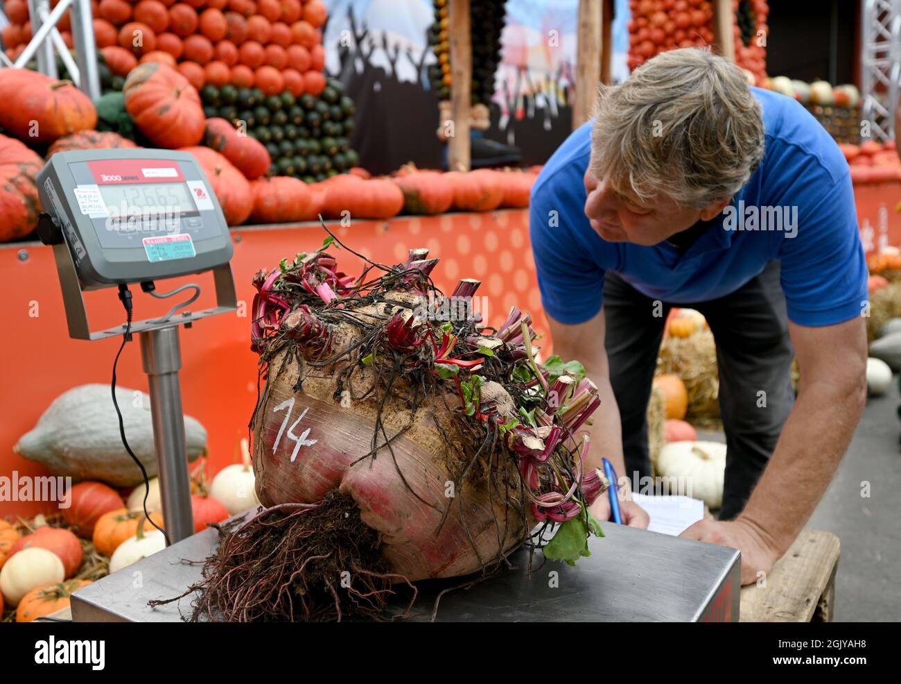 Klaistow, Allemagne. 12 septembre 2021. Un employé pèse un betterave pesant plus de 12.6 kilos au 9e championnat allemand de pesage de légumes géants à la ferme Klaistow aspergus. De nombreux producteurs de la région se sont disputés le titre de « légume le plus lourd » dans sept catégories au total : tomate, oignon, chou, carotte, Kohlrabi, Betterave et Zucchini. Credit: Monika Skolimowska/dpa-Zentralbild/dpa/Alay Live News Banque D'Images