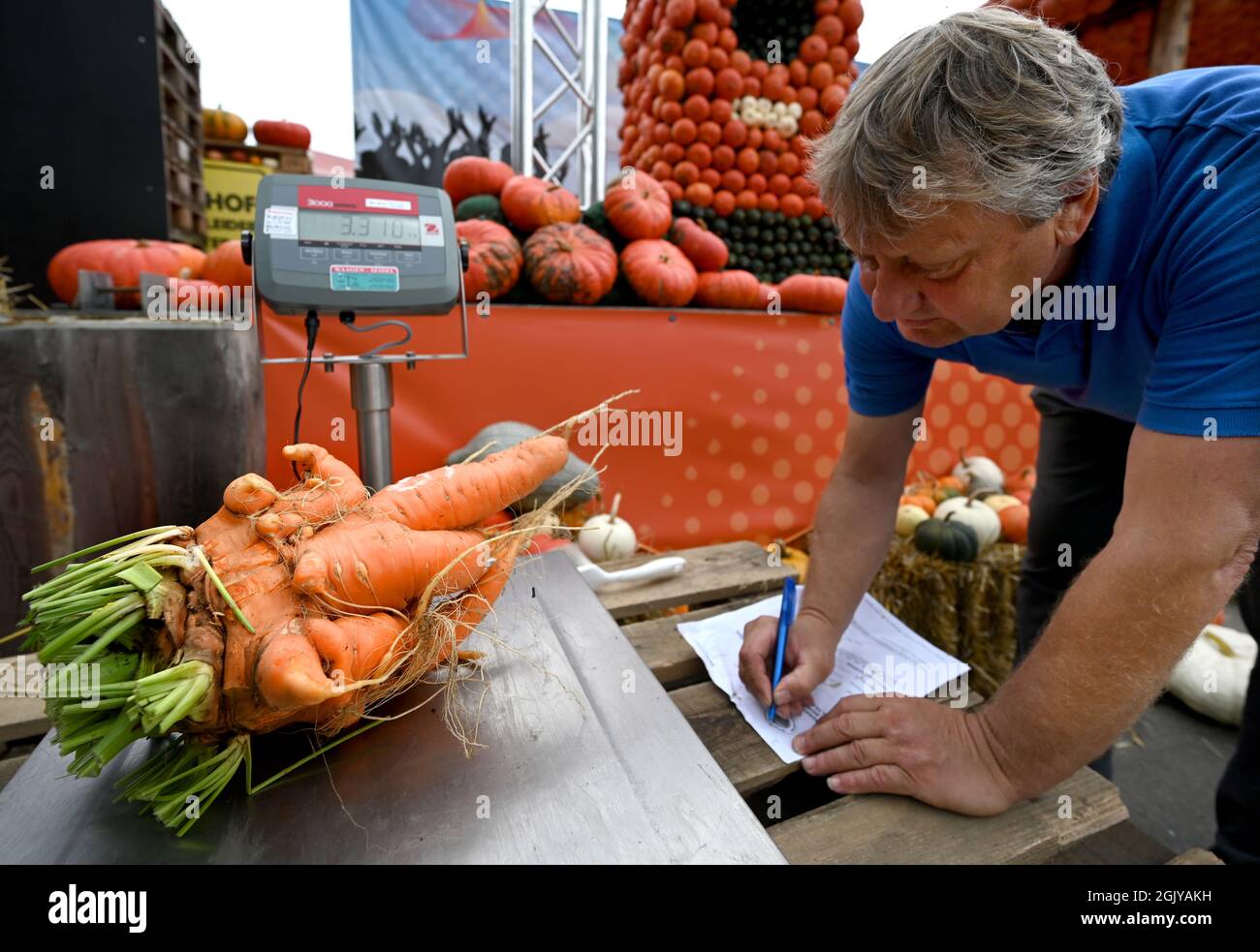 Klaistow, Allemagne. 12 septembre 2021. Un employé pèse une carotte de plus de 3.3 kilos au 9e championnat allemand de pesage de légumes géants à la ferme Klaistow aspergus. De nombreux producteurs de la région se sont disputés le titre de « légume le plus lourd » dans sept catégories au total : tomate, oignon, chou, carotte, Kohlrabi, Betterave et Zucchini. Credit: Monika Skolimowska/dpa-Zentralbild/dpa/Alay Live News Banque D'Images