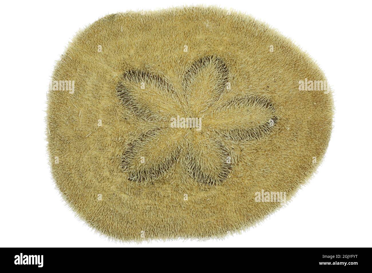 Biscuit commun de mer (Clypeaster humilis) d'Olango, Philippines isolé sur fond blanc Banque D'Images