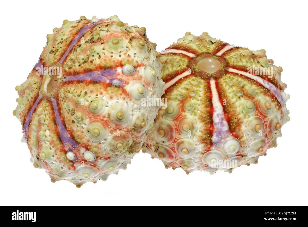 Oursin de mer (Coelopleurus maillardi) de Cebu, Philippines isolé sur fond blanc Banque D'Images