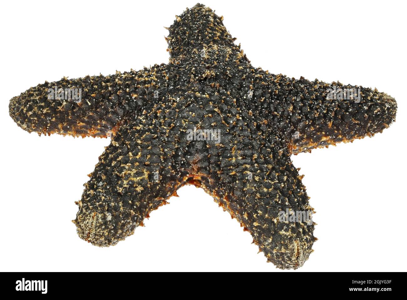 Étoiles de mer noires des Philippines isolées sur fond blanc Banque D'Images