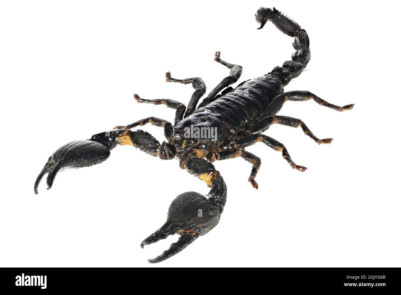 Le scorpion de forêt bleue asiatique (Heterometrus cyaneus) de Java, en indonésie, est isolé sur fond blanc Banque D'Images