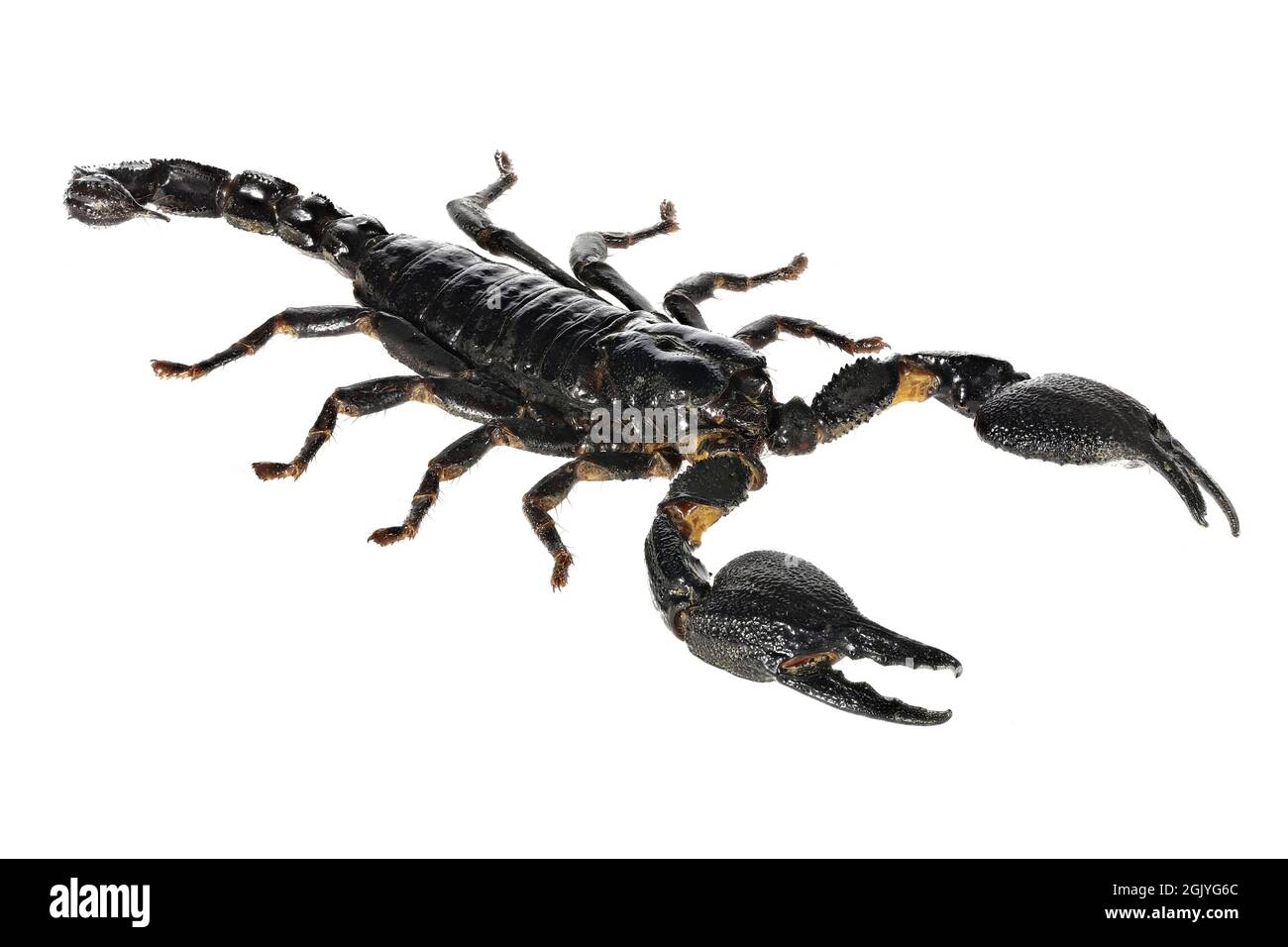 Le scorpion de forêt bleue asiatique (Heterometrus cyaneus) de Java, en indonésie, est isolé sur fond blanc Banque D'Images