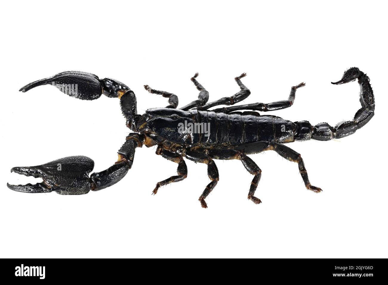 Le scorpion de forêt bleue asiatique (Heterometrus cyaneus) de Java, en indonésie, est isolé sur fond blanc Banque D'Images