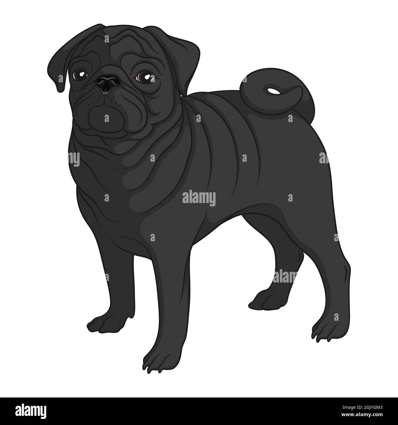 Image couleur d'un pug noir. Objet vectoriel isolé sur fond blanc. Illustration de Vecteur