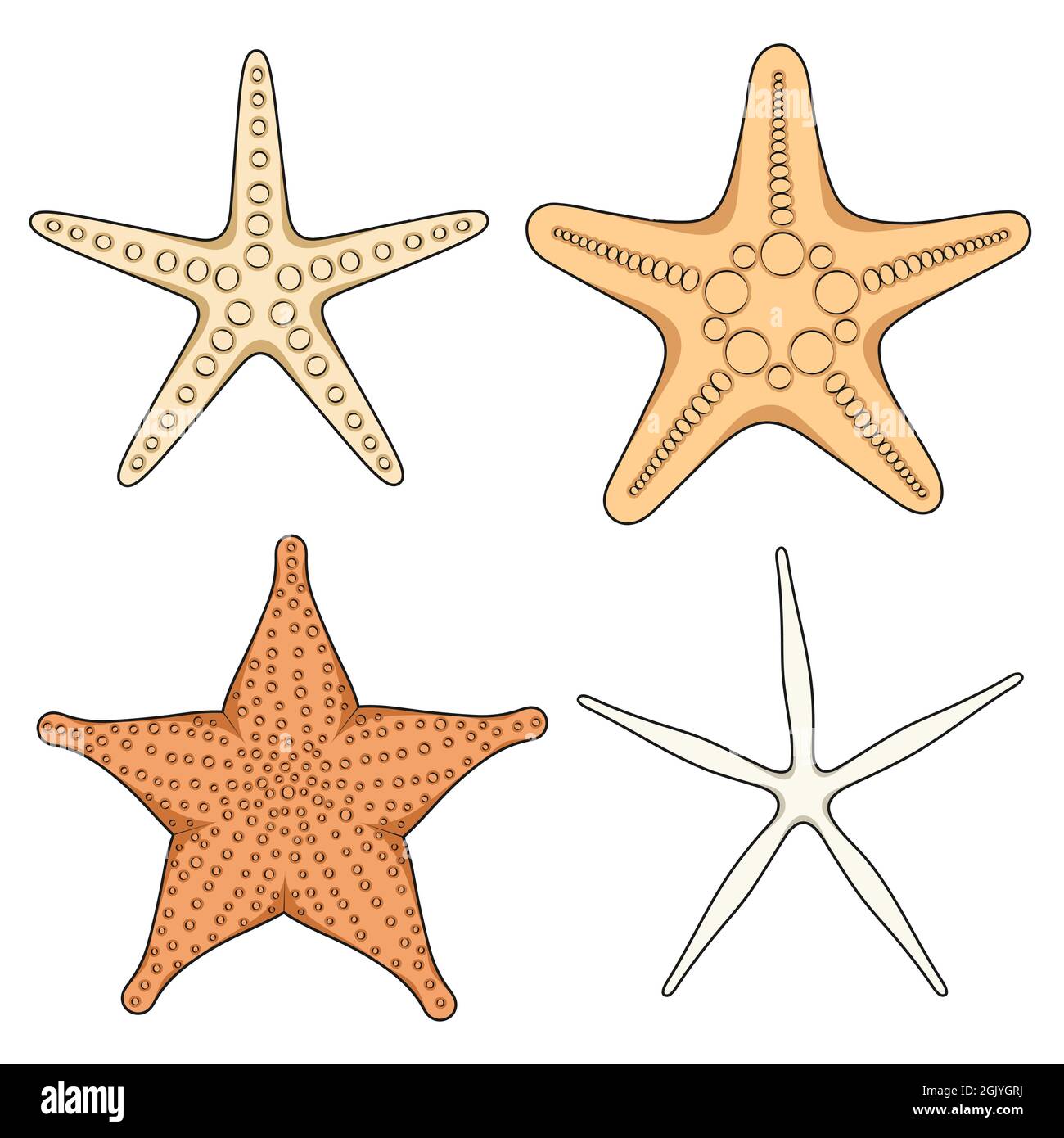 Ensemble d'images graphiques en couleur d'étoiles de mer. Objets vectoriels isolés sur fond blanc. Illustration de Vecteur