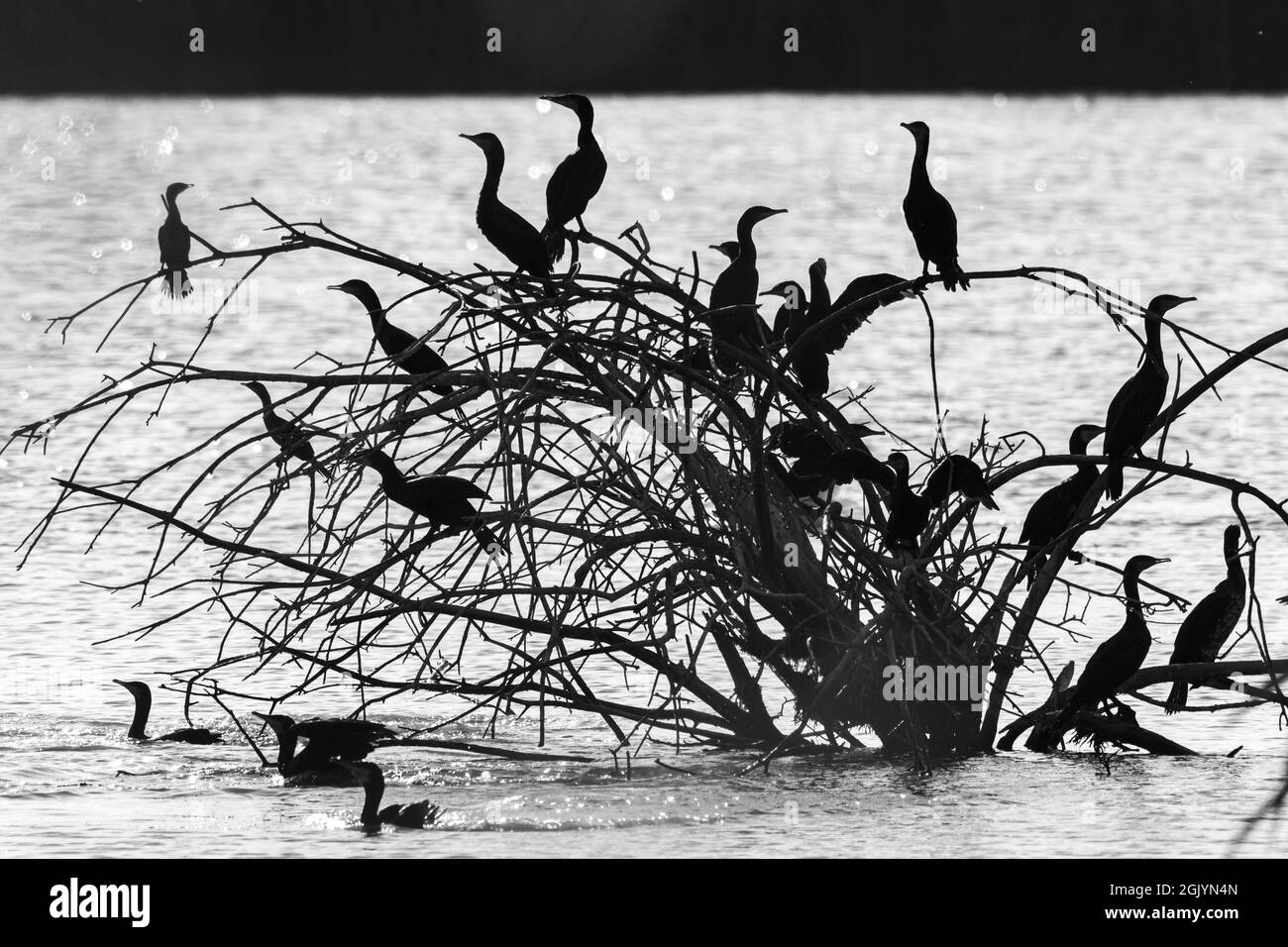 Une photo en niveaux de gris de feuilles noires perchées sur un arbre près de la Banque D'Images