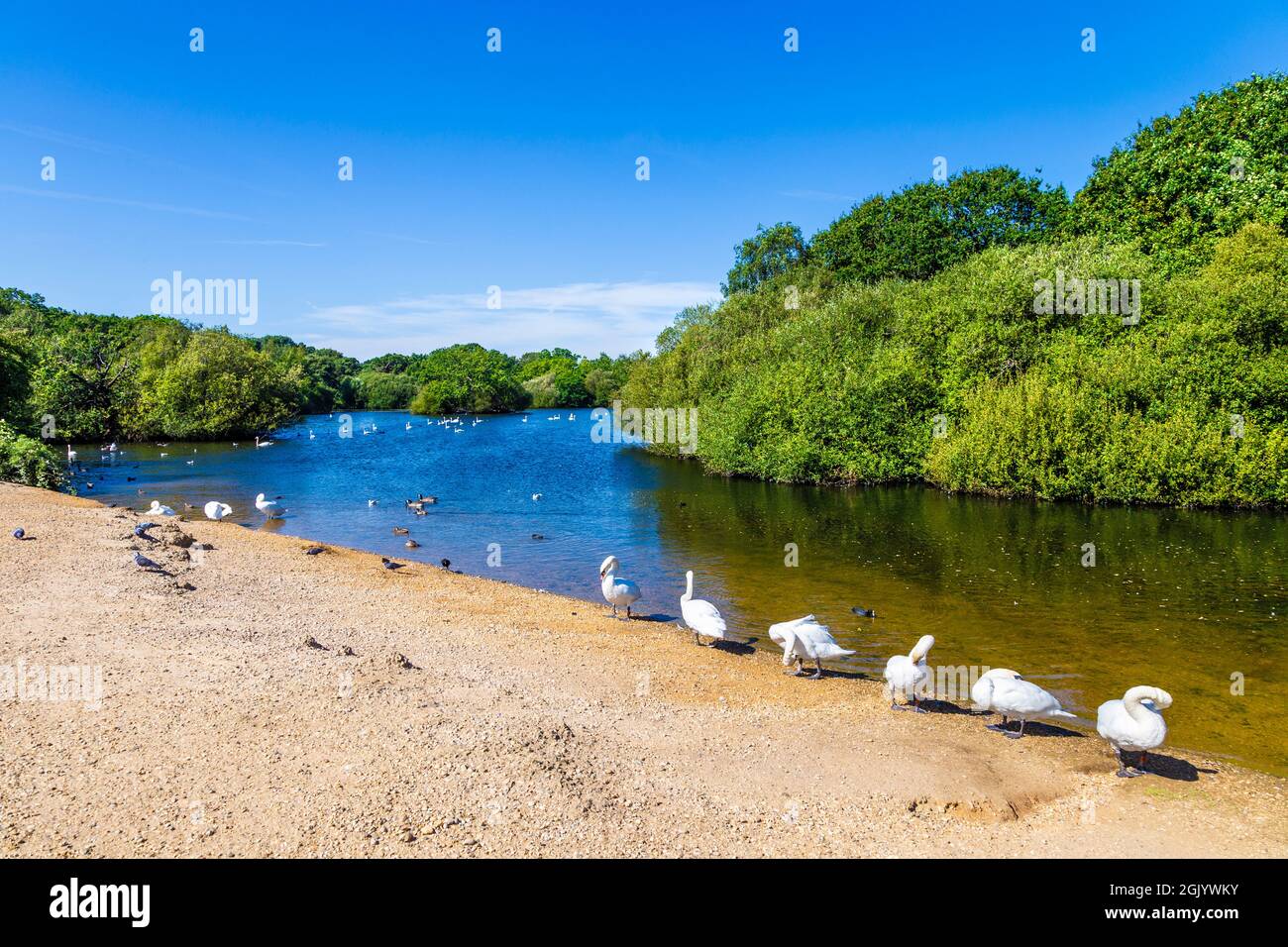 Cygnes et canards au Hollow Pond de Leyton Flats, Londres, Royaume-Uni Banque D'Images