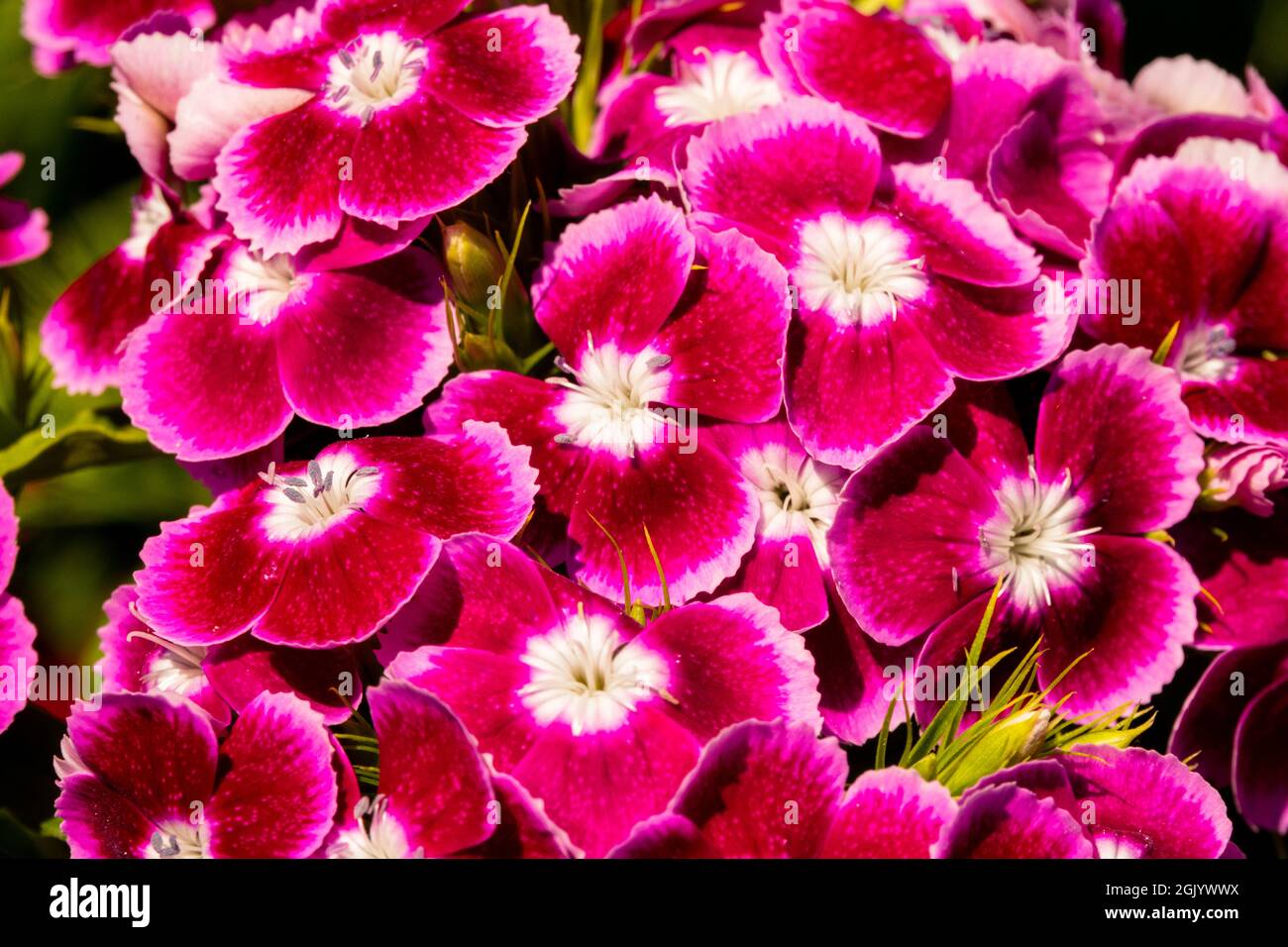Red Dianthus Sweet William Banque D'Images