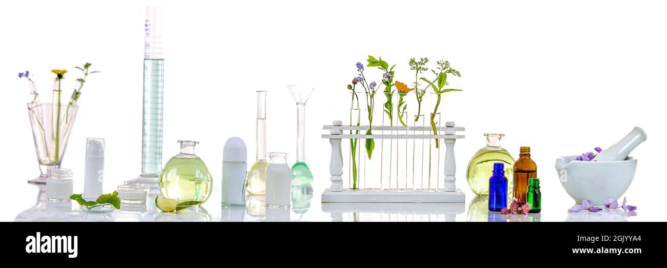 Image panoramique d'une plante médicinale fraîche de laboratoire et de fleurs prêtes pour l'expérience sur fond blanc Banque D'Images