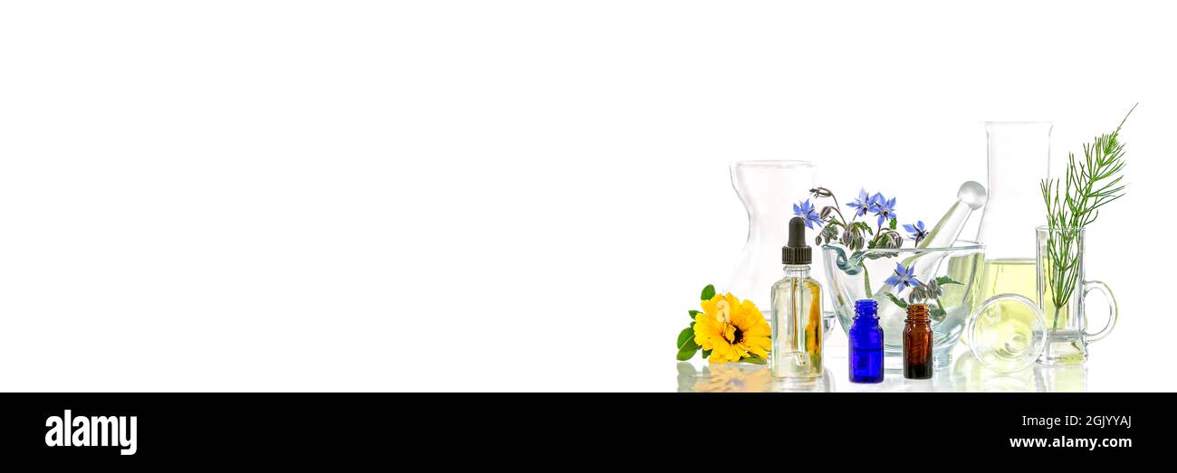 Image panoramique d'une plante médicinale fraîche de laboratoire et de fleurs prêtes pour l'expérience sur fond blanc Banque D'Images