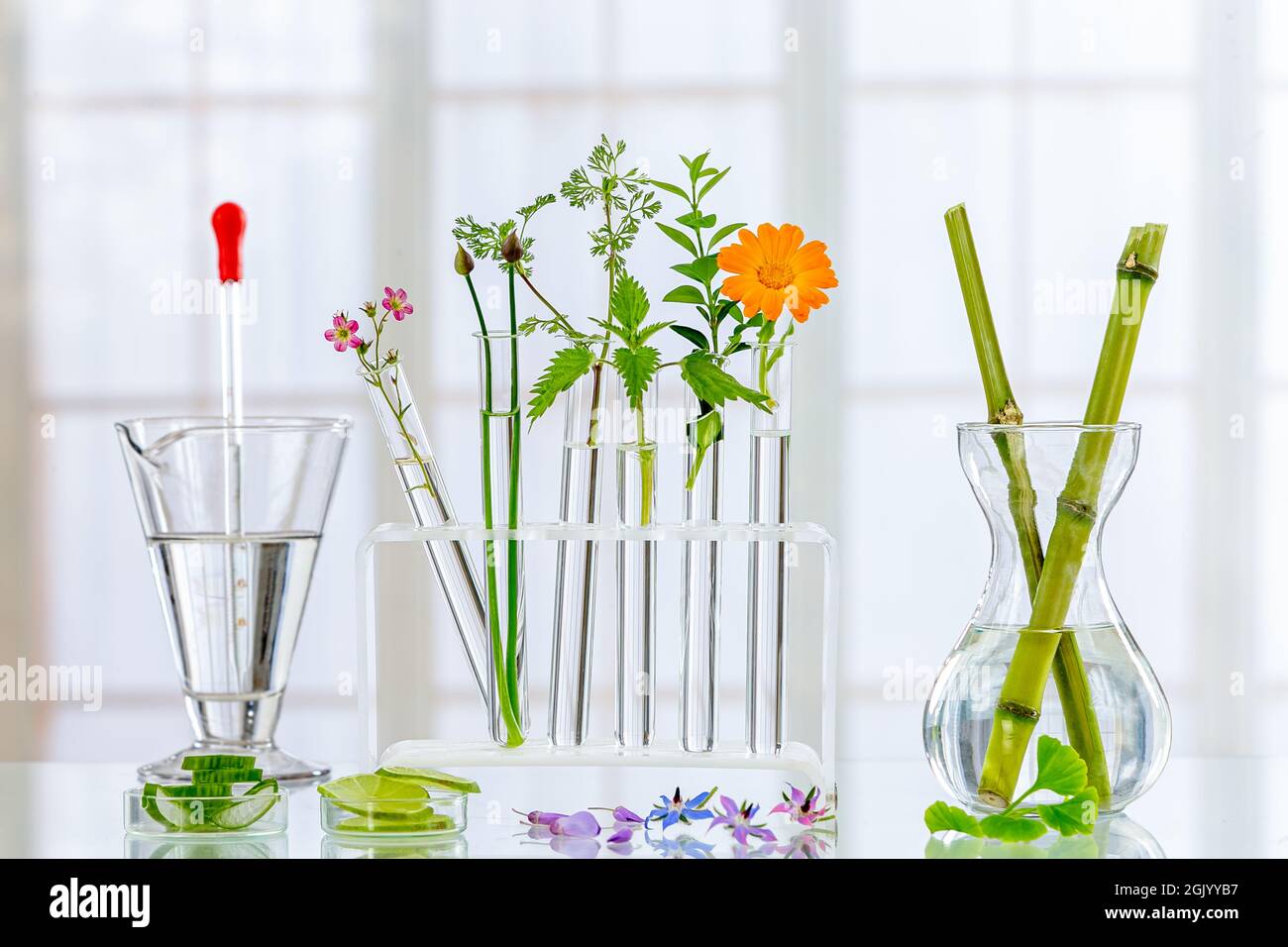 Image panoramique d'une plante médicinale fraîche de laboratoire et de fleurs prêtes pour l'expérience sur fond blanc Banque D'Images