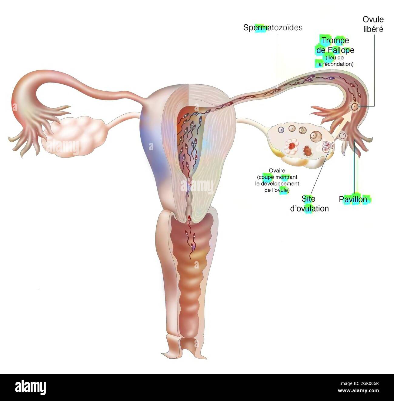Organes génitaux féminins : cycle ovarien, ovulation et fécondation. Banque D'Images