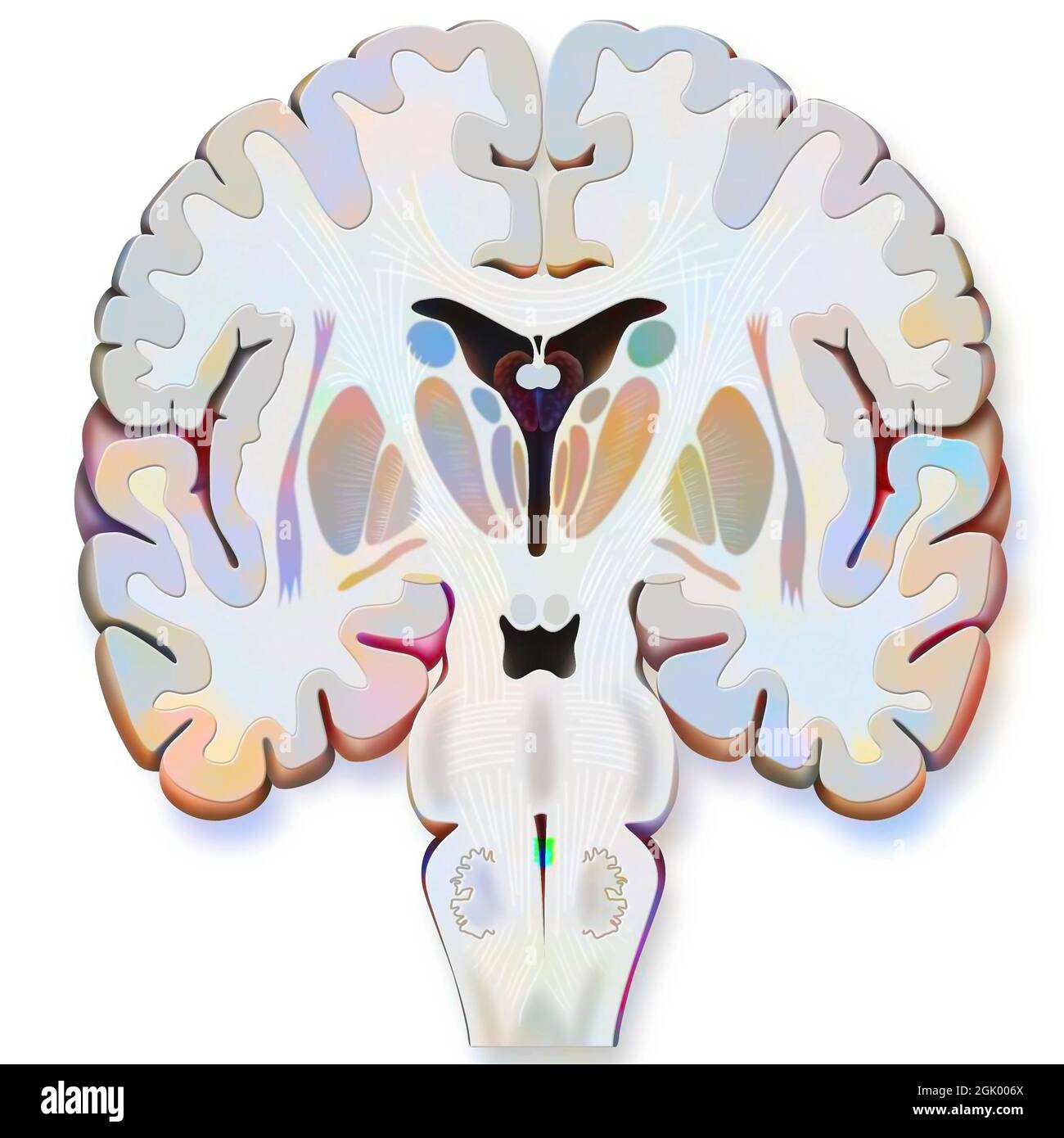 Section frontale du cerveau avec matière blanche et grise. Banque D'Images