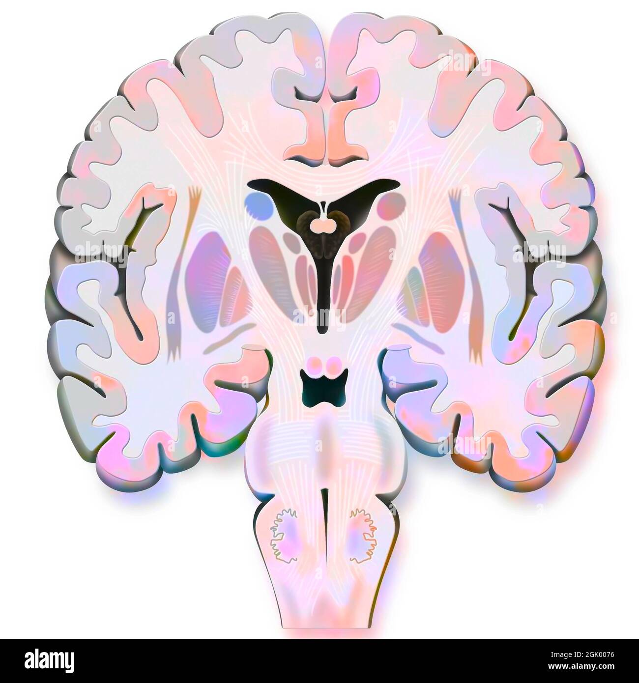 Coupe frontale cerveau Banque de photographies et d’images à haute — free download