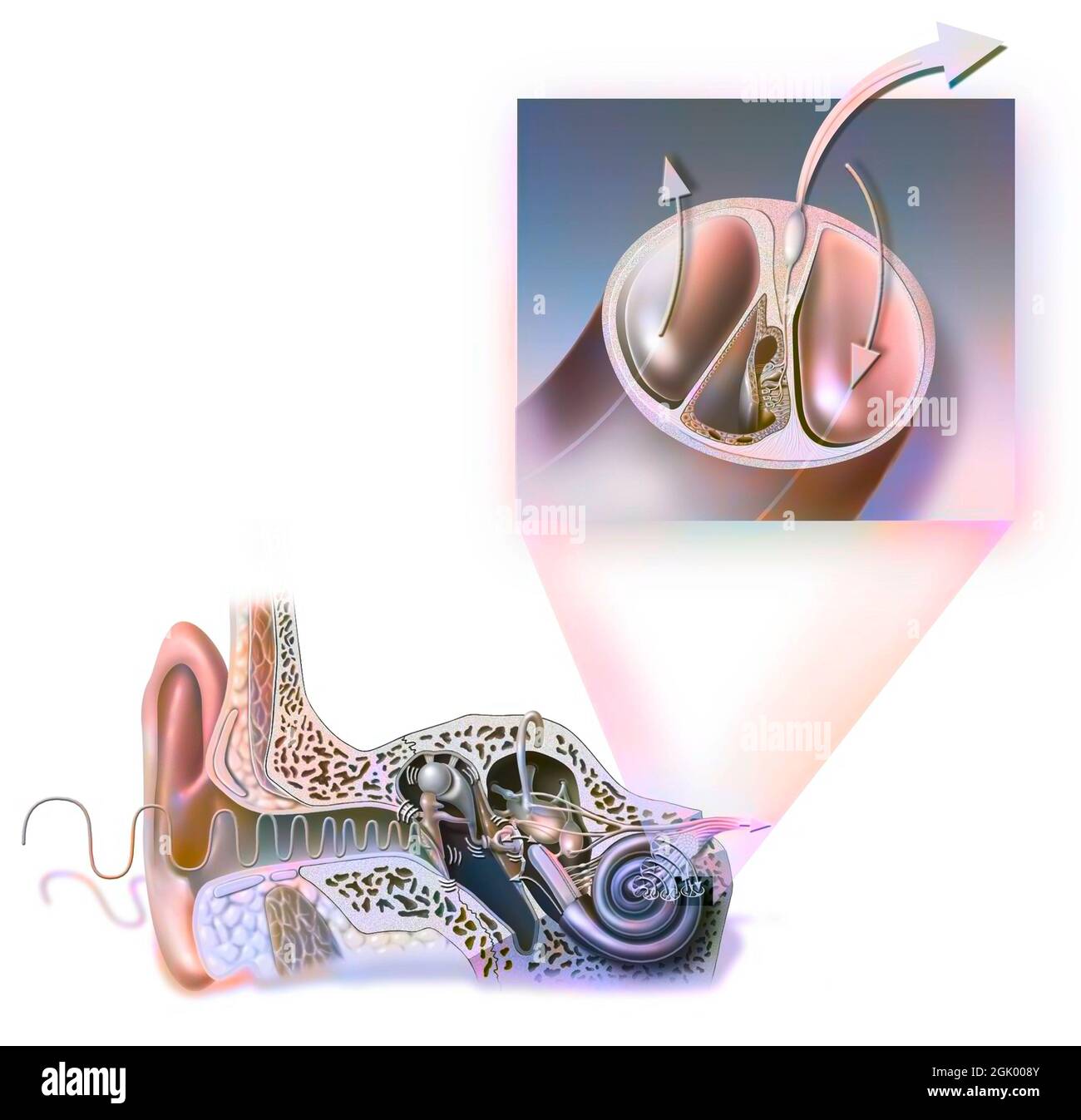 Anatomie de l'oreille montrant le tympan, les osselets, le marteau. . Banque D'Images