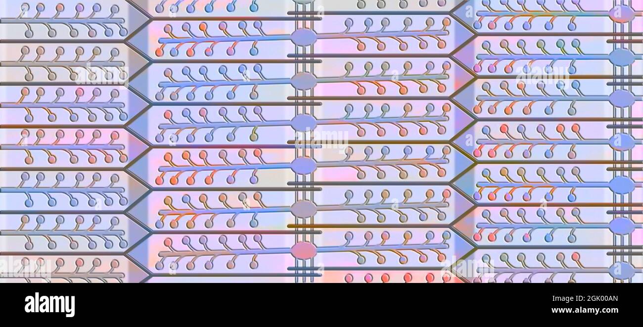 Myofibrilles contractées : les myofilaments minces (actine) et épais (myosine) se chevauchent. Banque D'Images