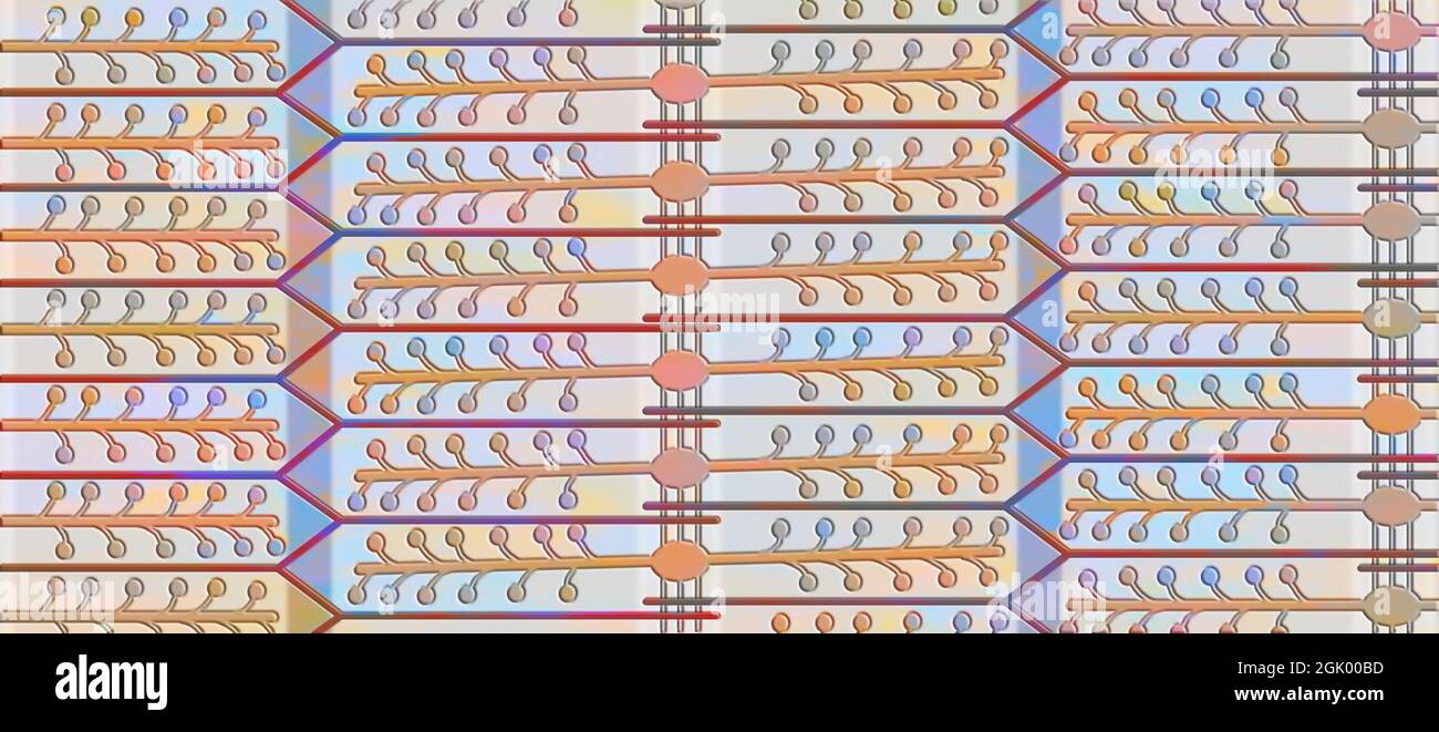 Myofibrilles contractées : les myofilaments minces (actine) et épais (myosine) se chevauchent. Banque D'Images