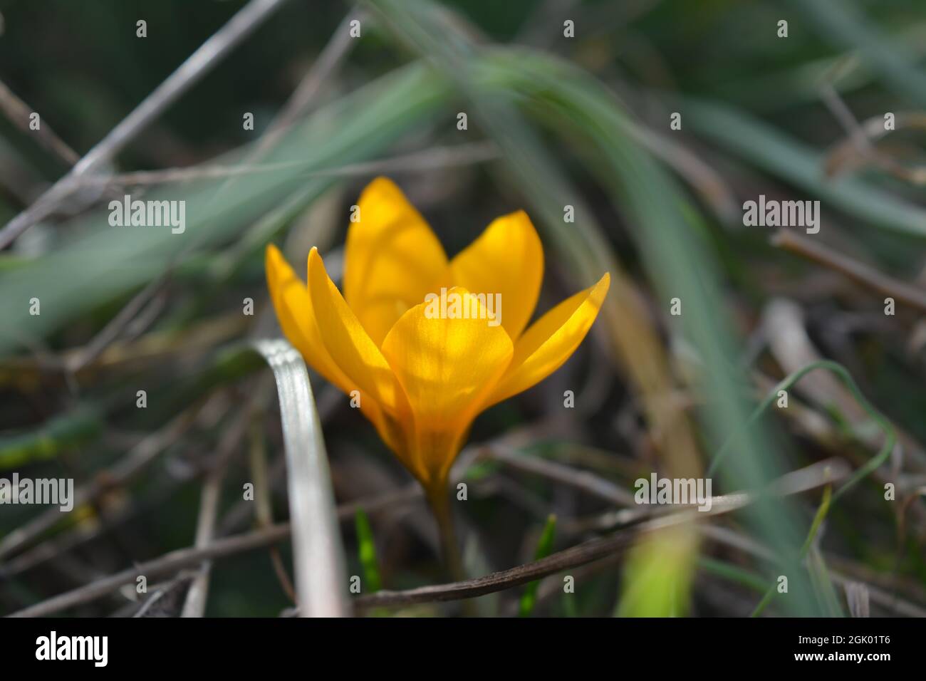 Gros plan d'une fleur de Crocus angustifolius dans une forêt Banque D'Images