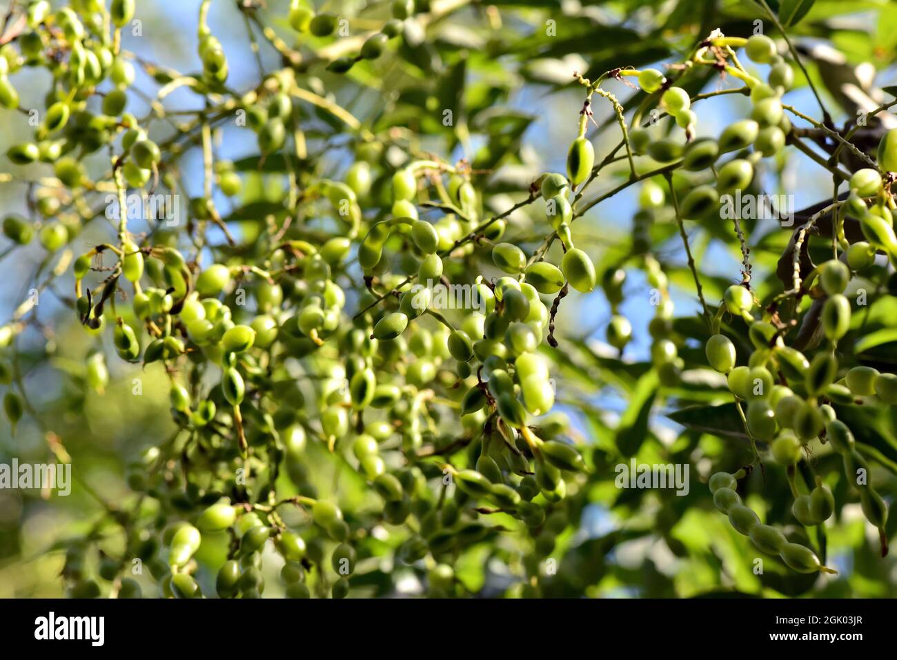Japanese pagoda tree, Japanischer Schnurbaum, Sophora du Japon, Styphnolobium japonicum, Sophora japonica, japánakác, Hongrie, Magyarország, Europe Banque D'Images
