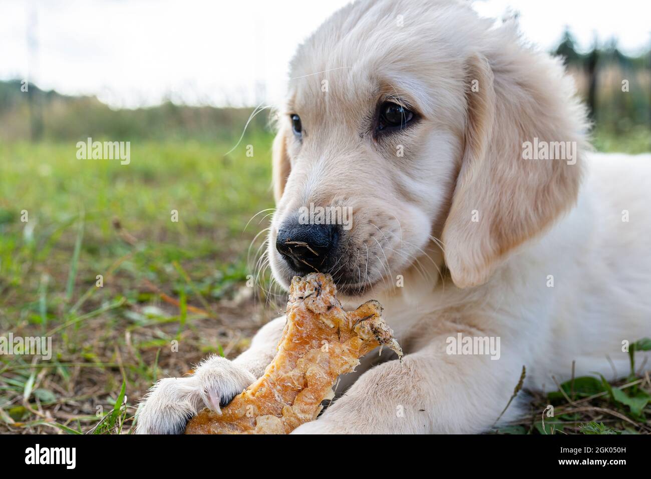 Le chien Retriever mâle mange os de poulet pressé l'extérieur allongé dans l'herbe Photo Stock - Alamy
